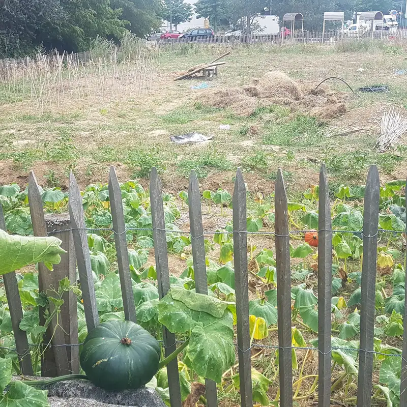 La permaculture, une éthique pour repenser l’agriculture urbaine ?