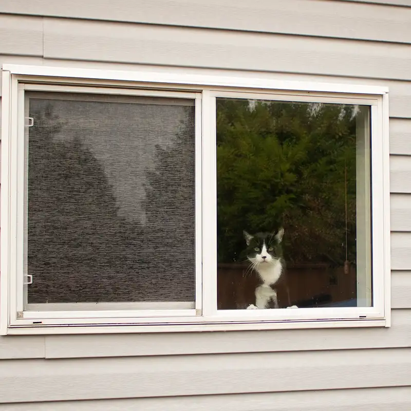 BC SPCA warns of wildfire smoke affecting pets