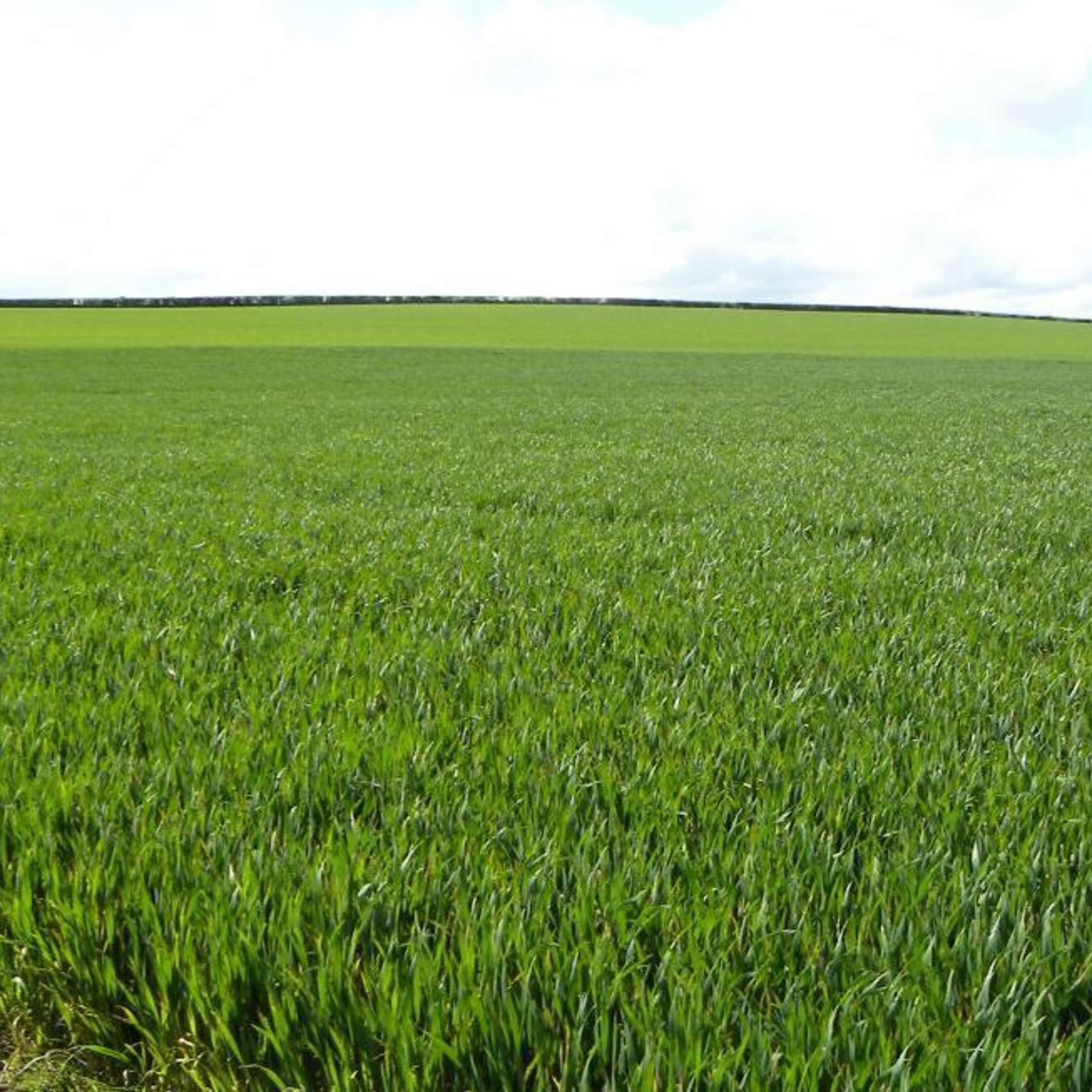 The Tillage Edge