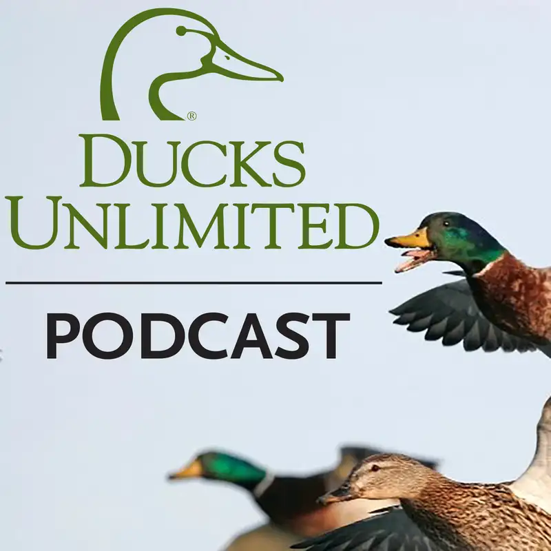 Ep. 5 – 2019 Trends in Duck Breeding Populations Survey – Green-winged teal, Gadwall, American Wigeon