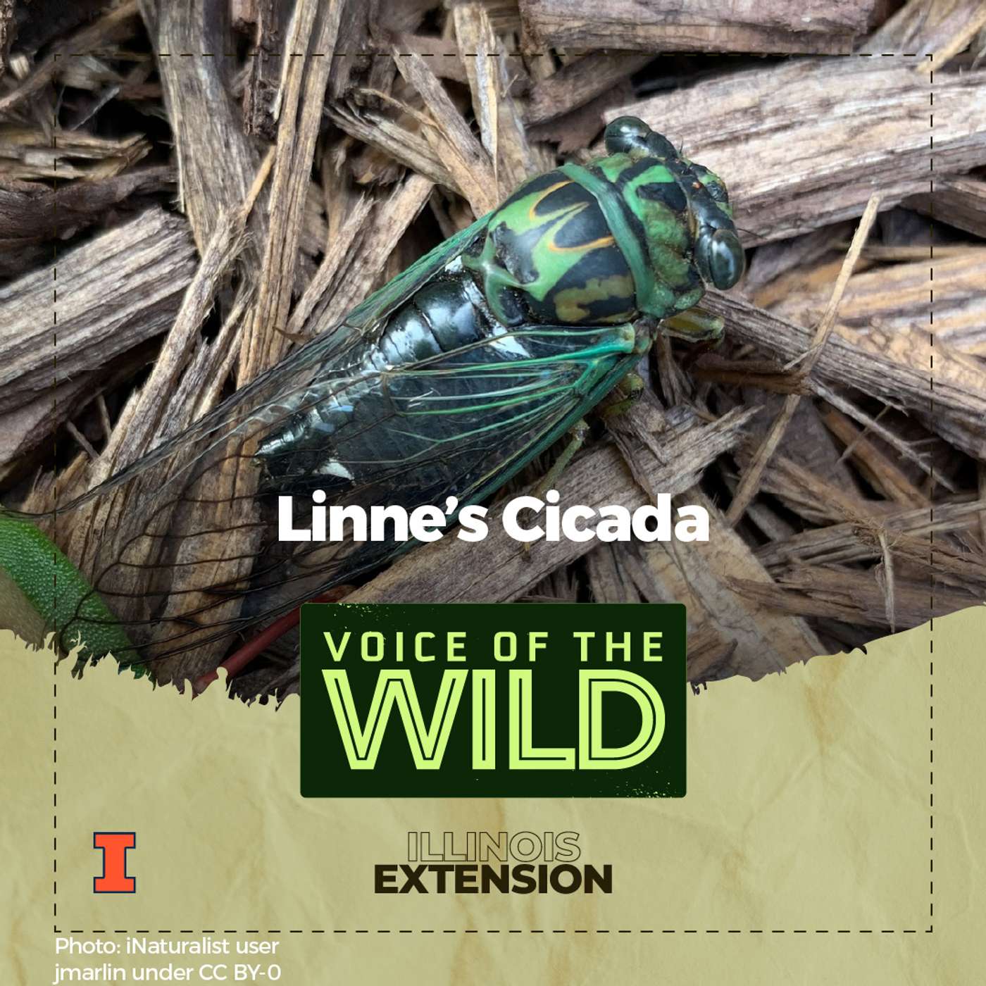 Voice of the Wild