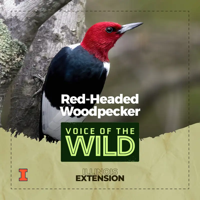 Episode 34: Red-Headed Woodpecker – Voice of the Wild