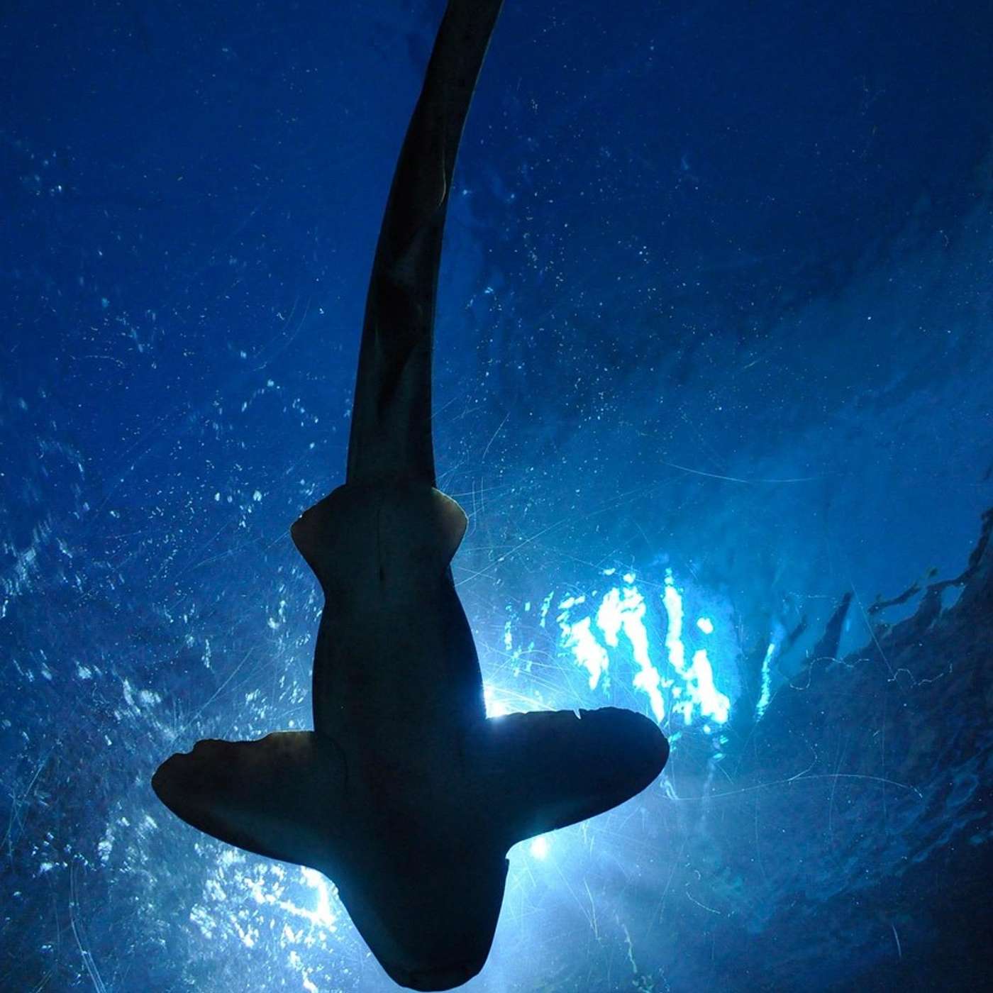 Nurse Sharks