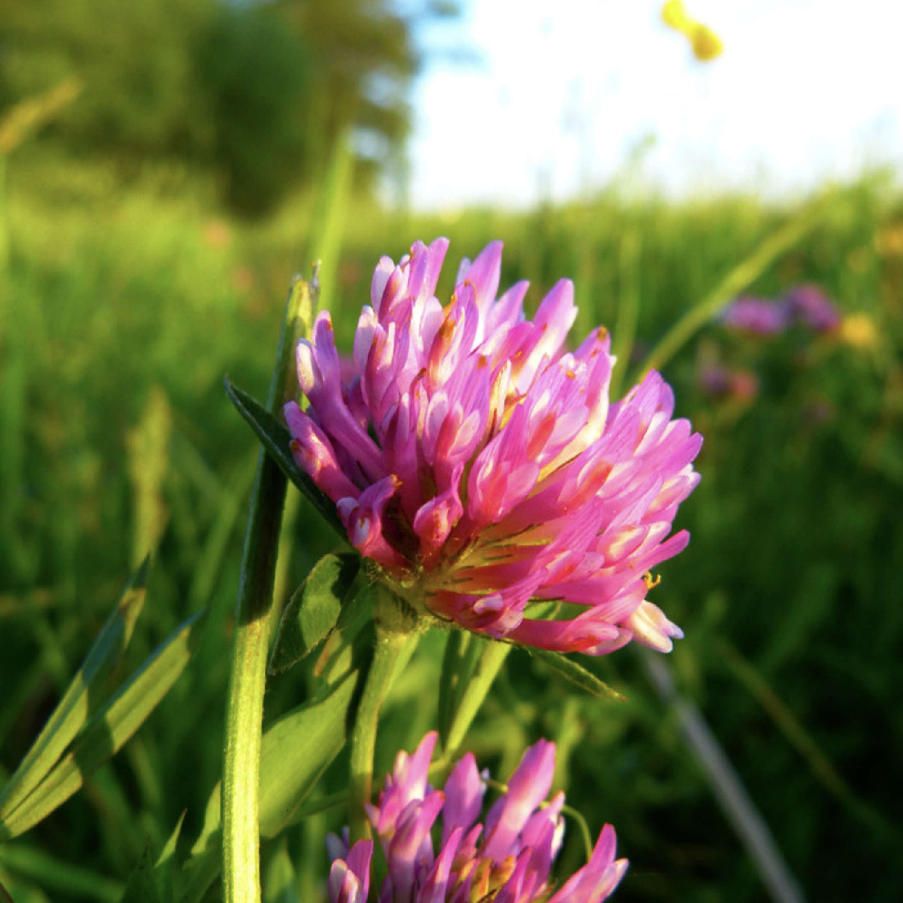Has red clover a role in your beef production system?