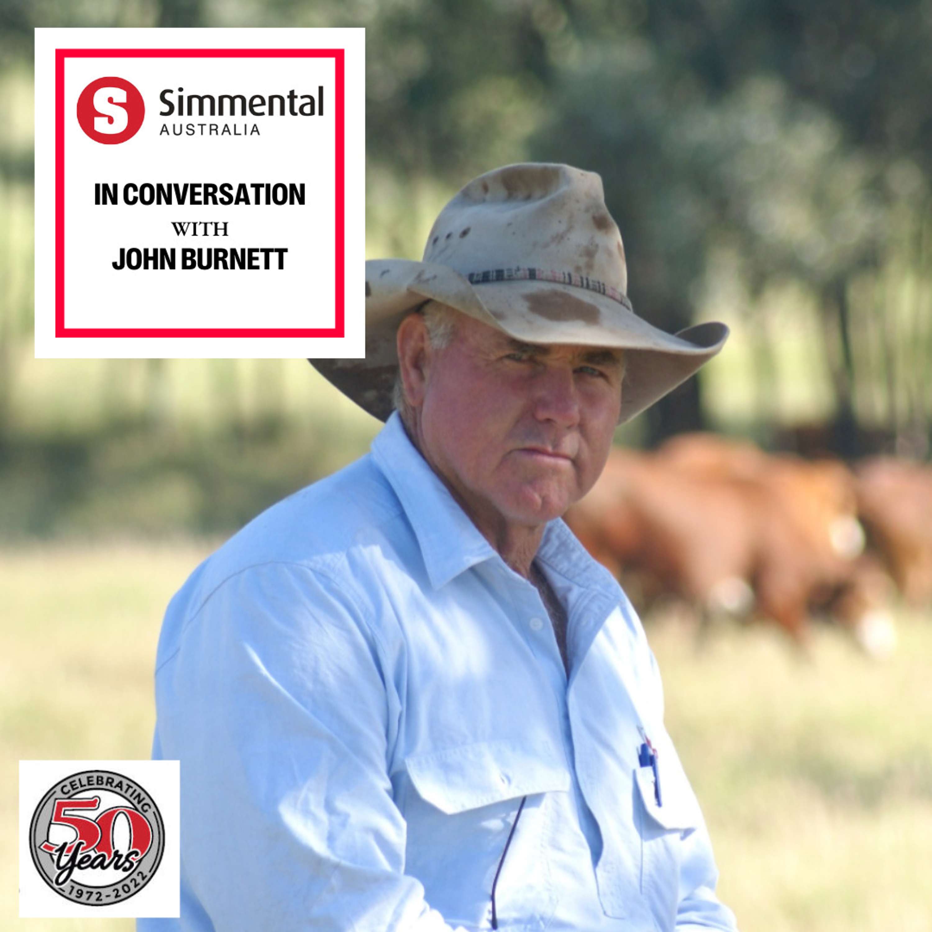 Australian Simmentals - 50 years in the making