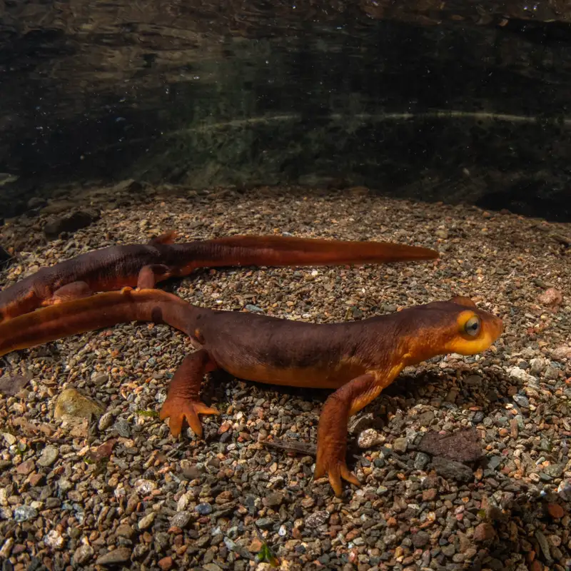 Sierra Newts