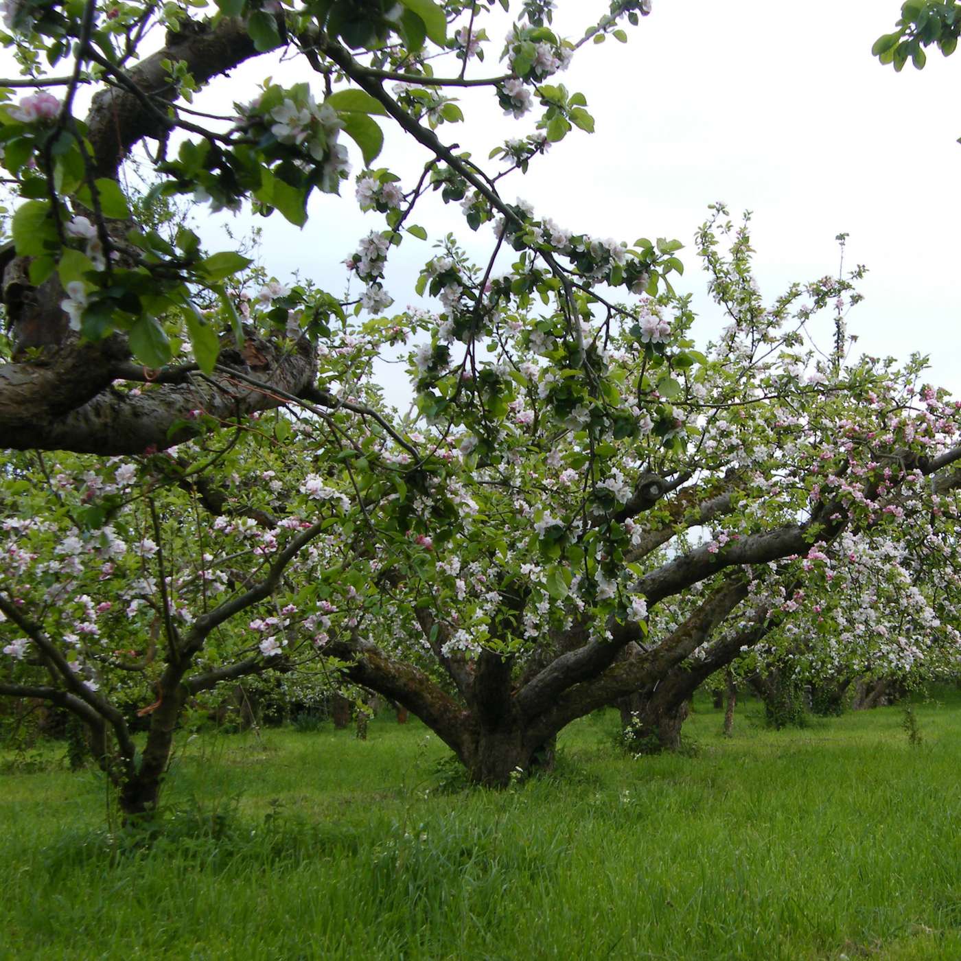 Orchard People