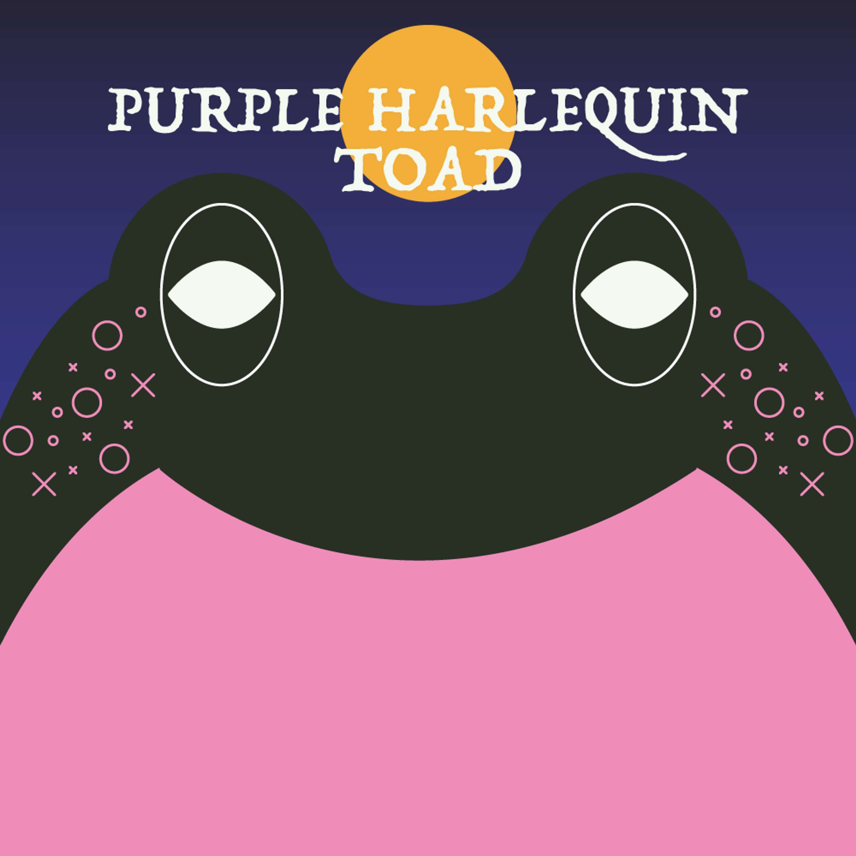 Purple Harlequin Toad | Week of OcTOADber 7th