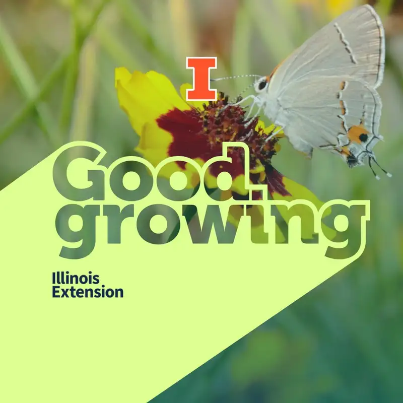 Ep. 140 Introducing the Illinois Pollinators website | #GoodGrowing