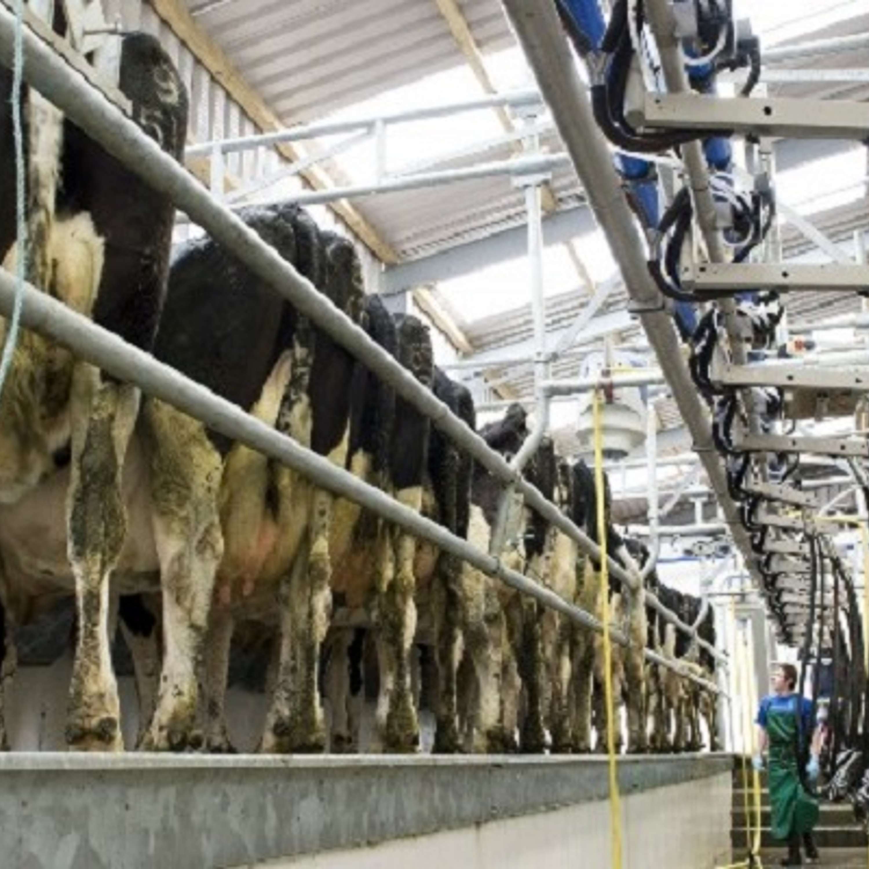 The Dairy Edge