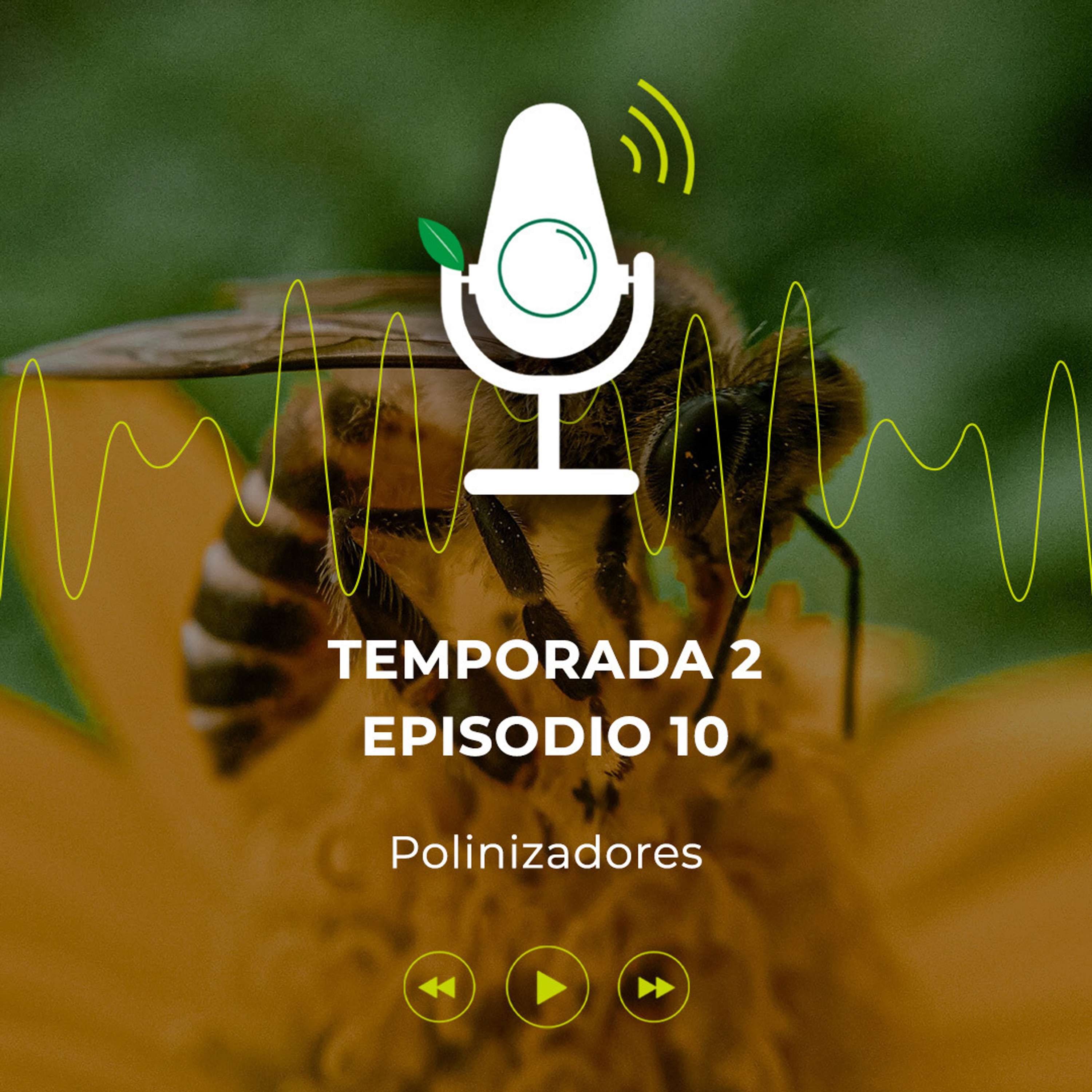 Avo Sostenible