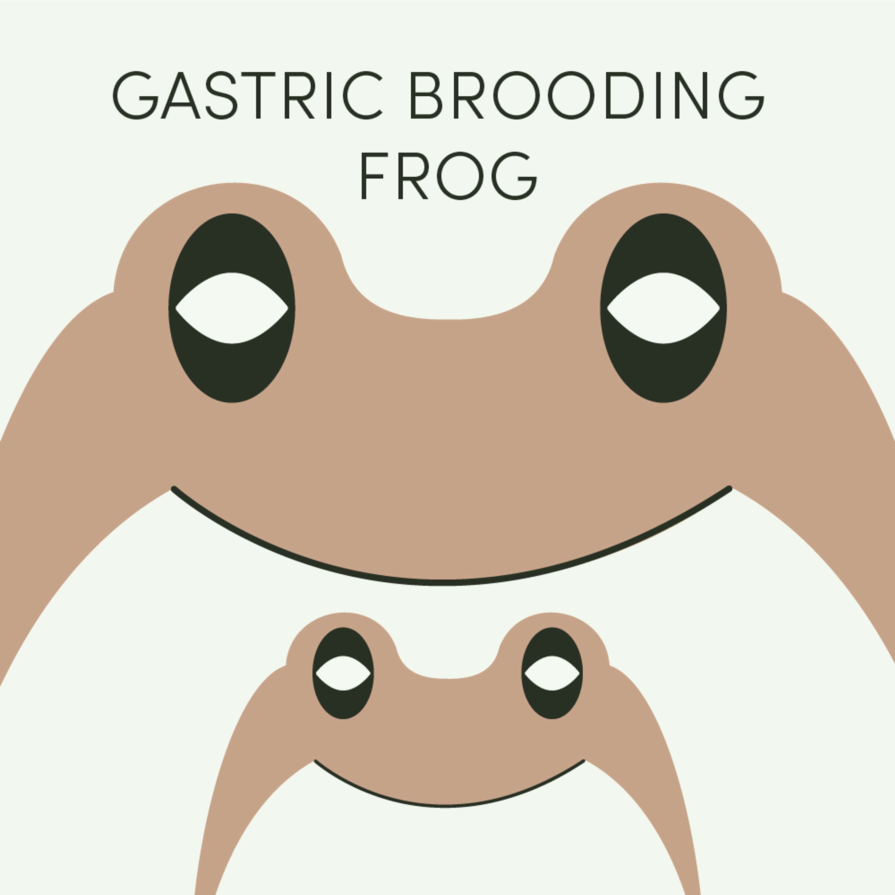 Gastric Brooding Frog | Week of November 18th