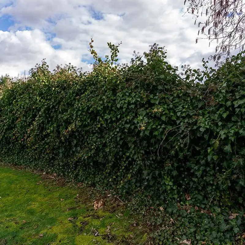 City of Nanaimo works towards cleaning up invasive plants