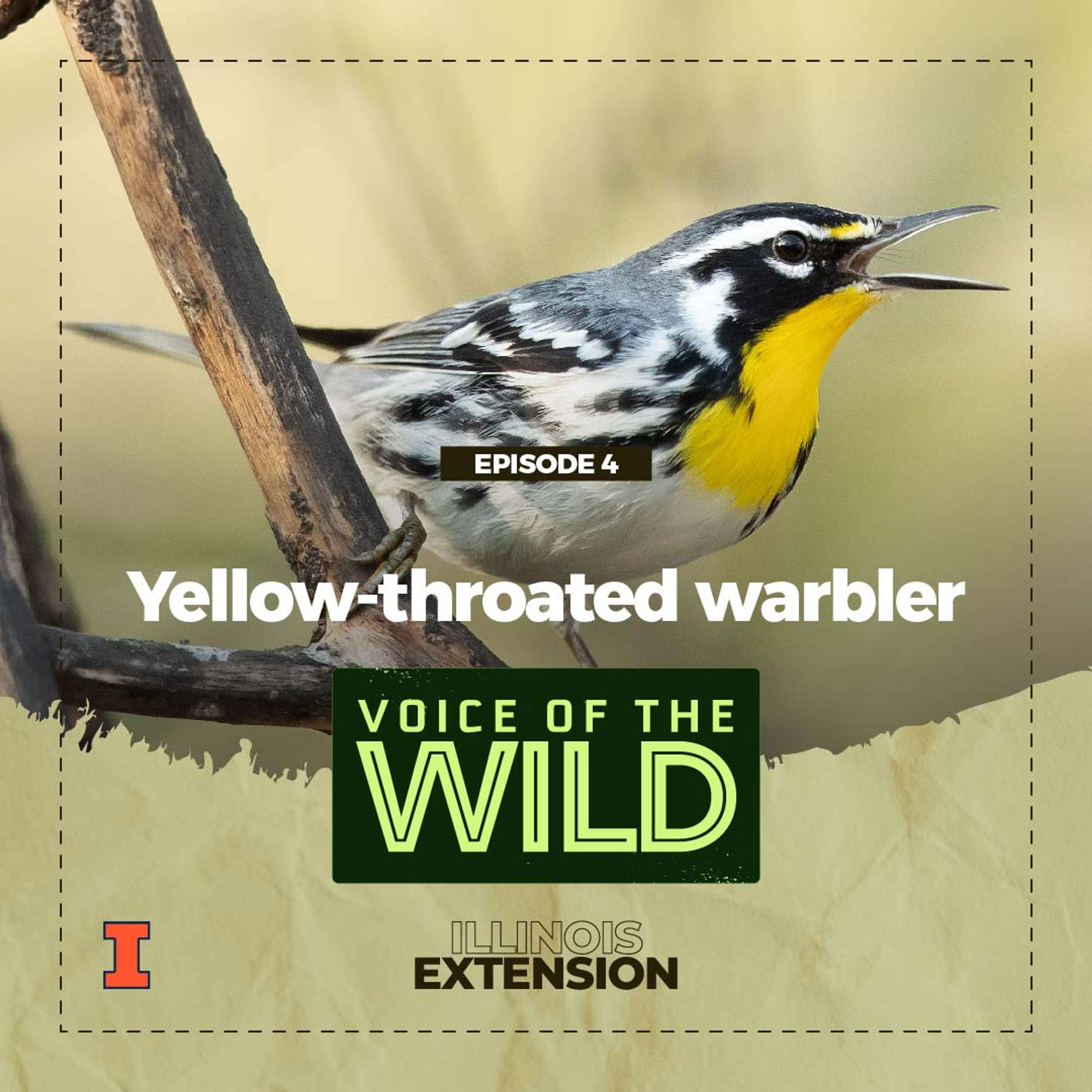 Voice of the Wild