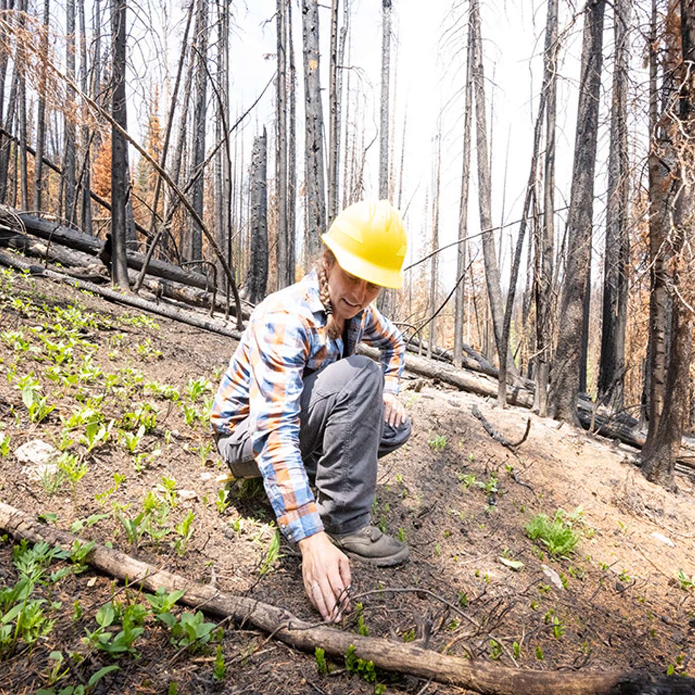 How are past wildfires altering the future of forests?