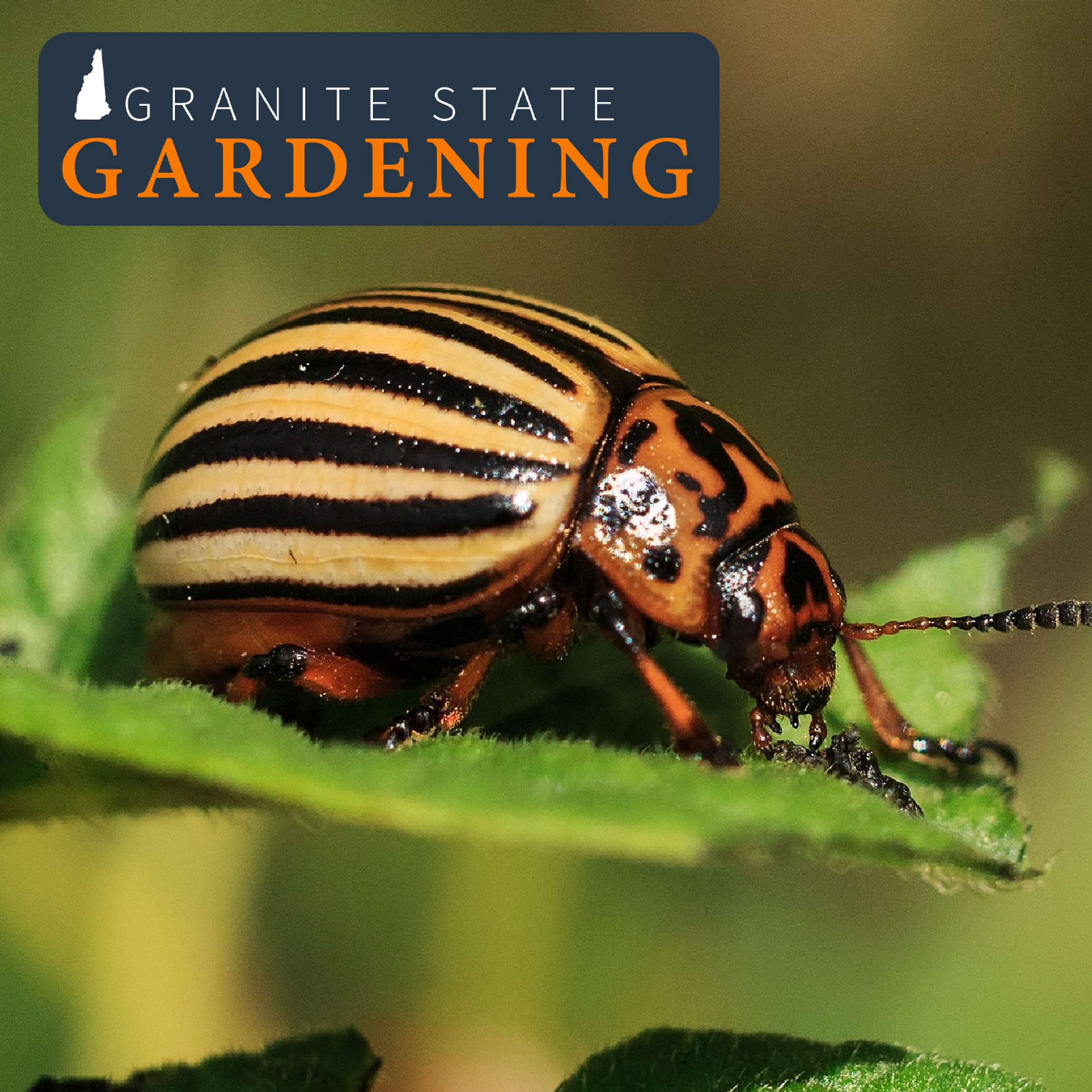 Managing Insect Pests in the Vegetable Garden, Ground Cherries and Choosing Your Battles