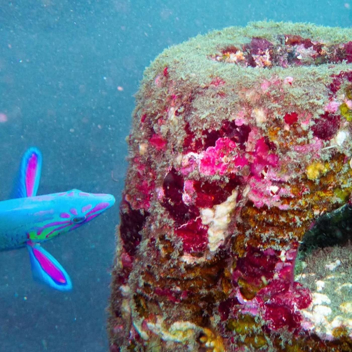 “Resting Reef: Healing the Earth, Honoring Our Loved Ones”