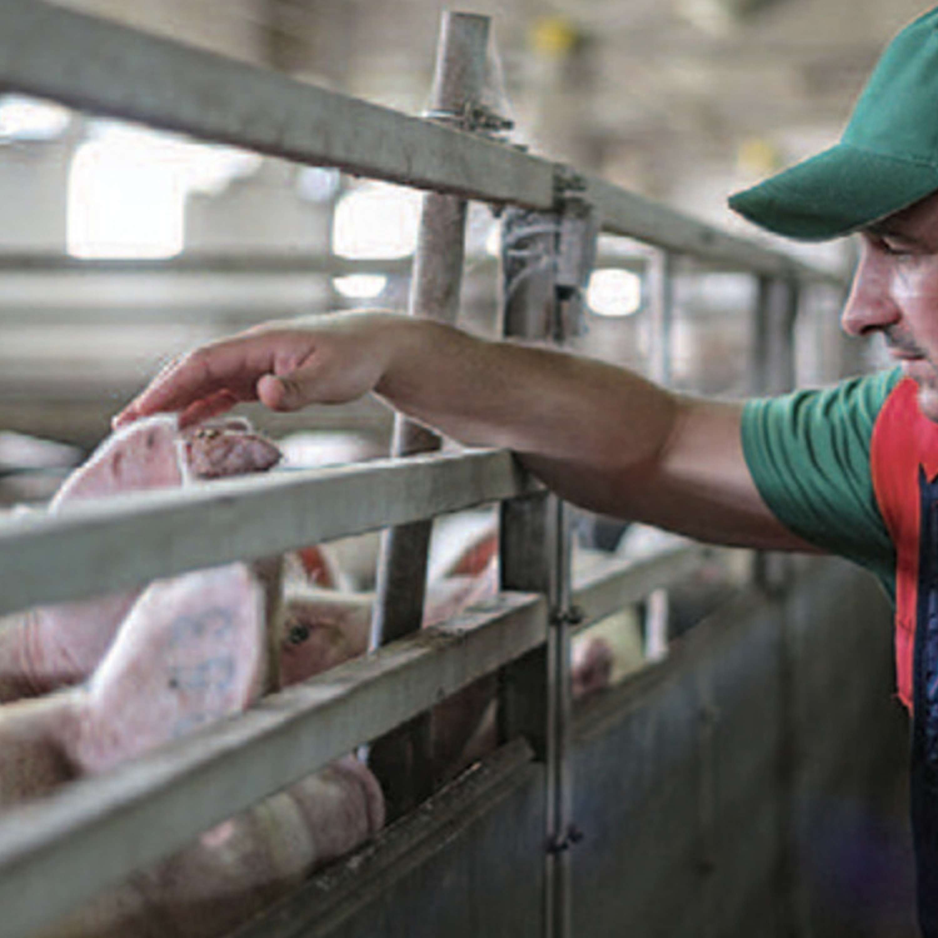 What you need to know about the new farm apprenticeship schemes