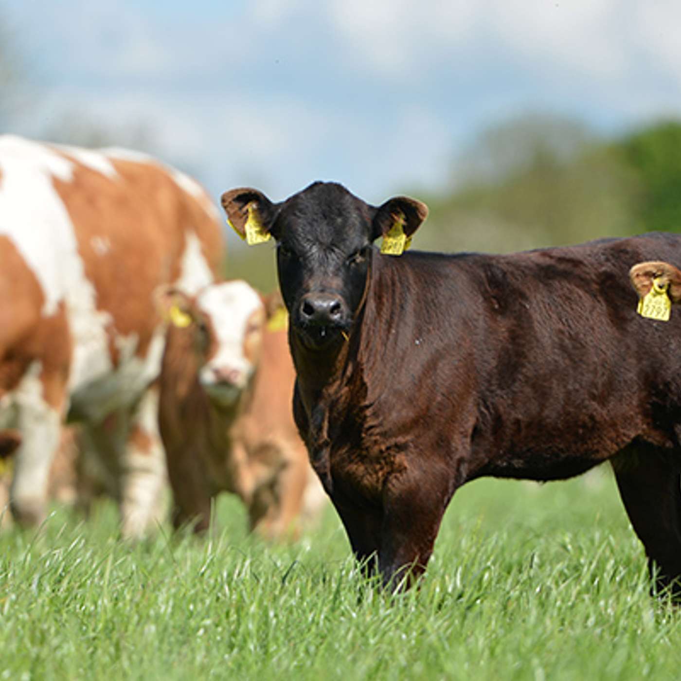 Beef markets and budgets with David Argue