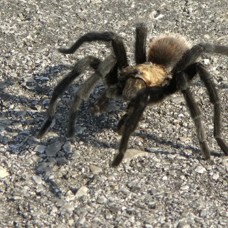 Don't call it a 'migration,' Colorado's tarantulas go on walkabouts