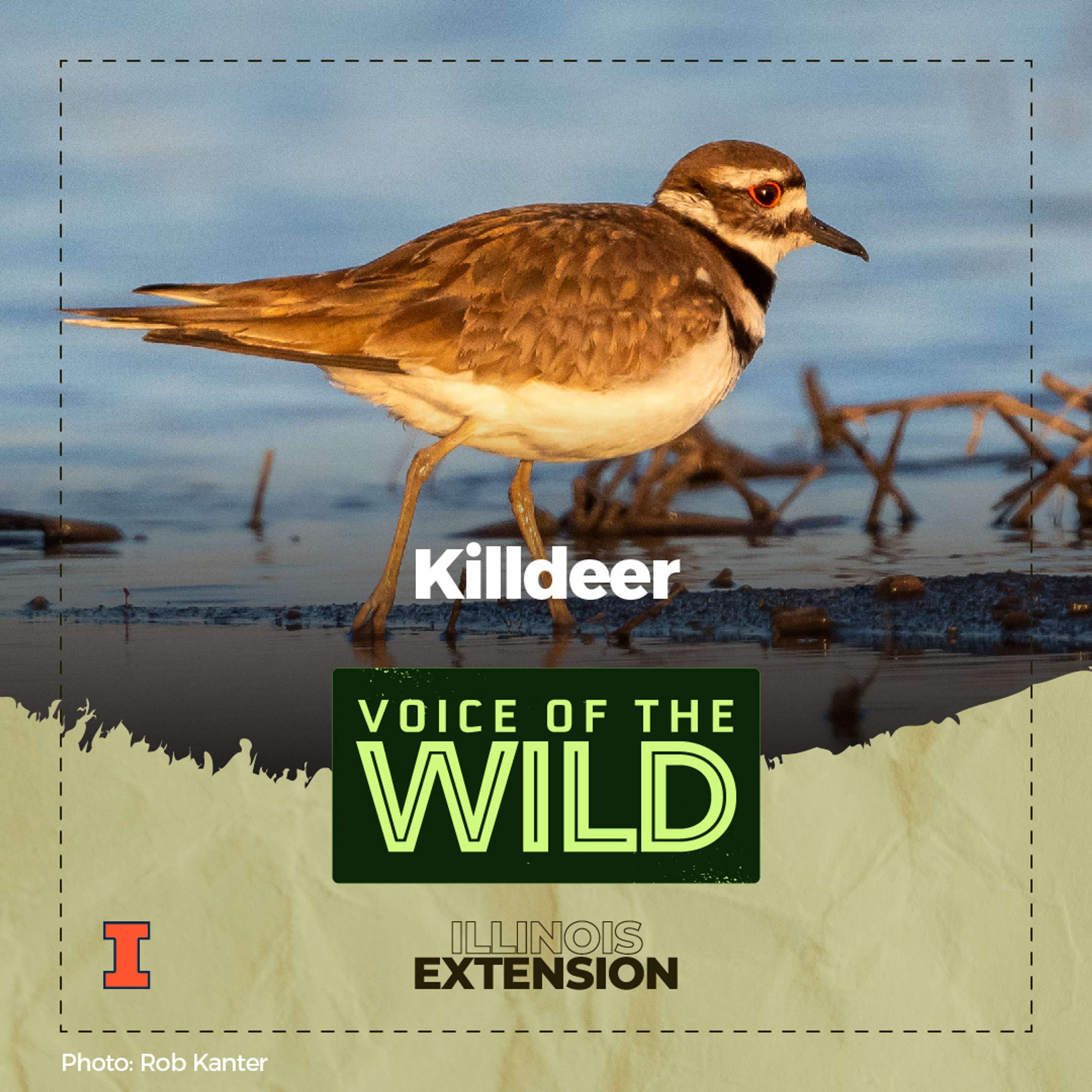 Voice of the Wild