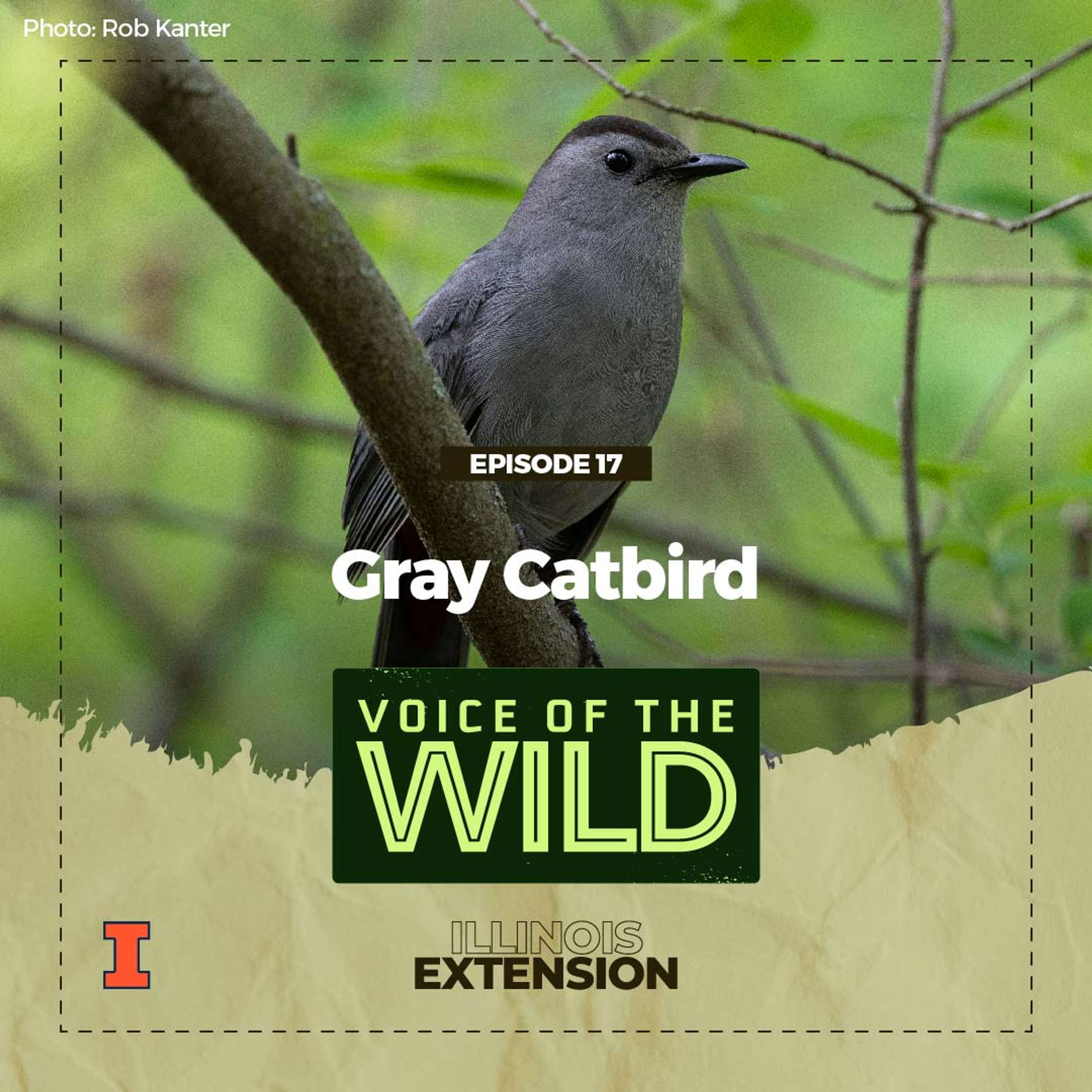 Voice of the Wild