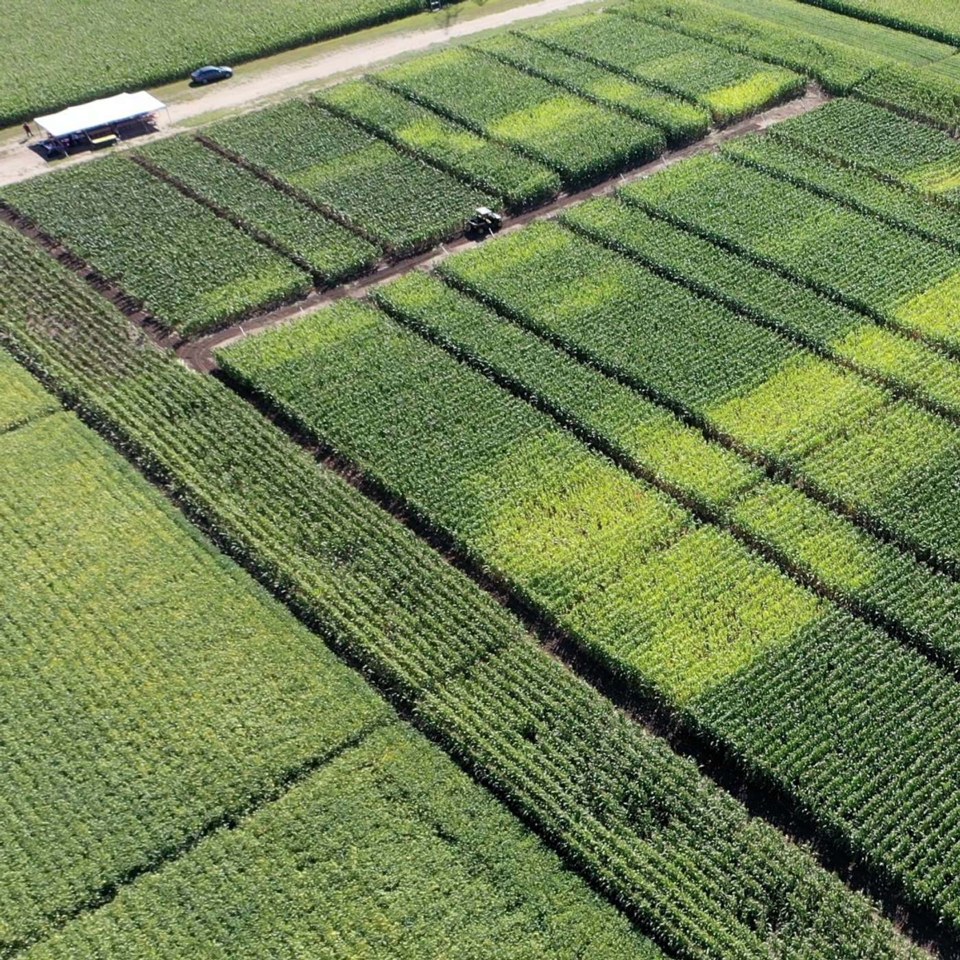 Nutrient management for irrigated crops in MN: Corn, potatoes, & edible beans