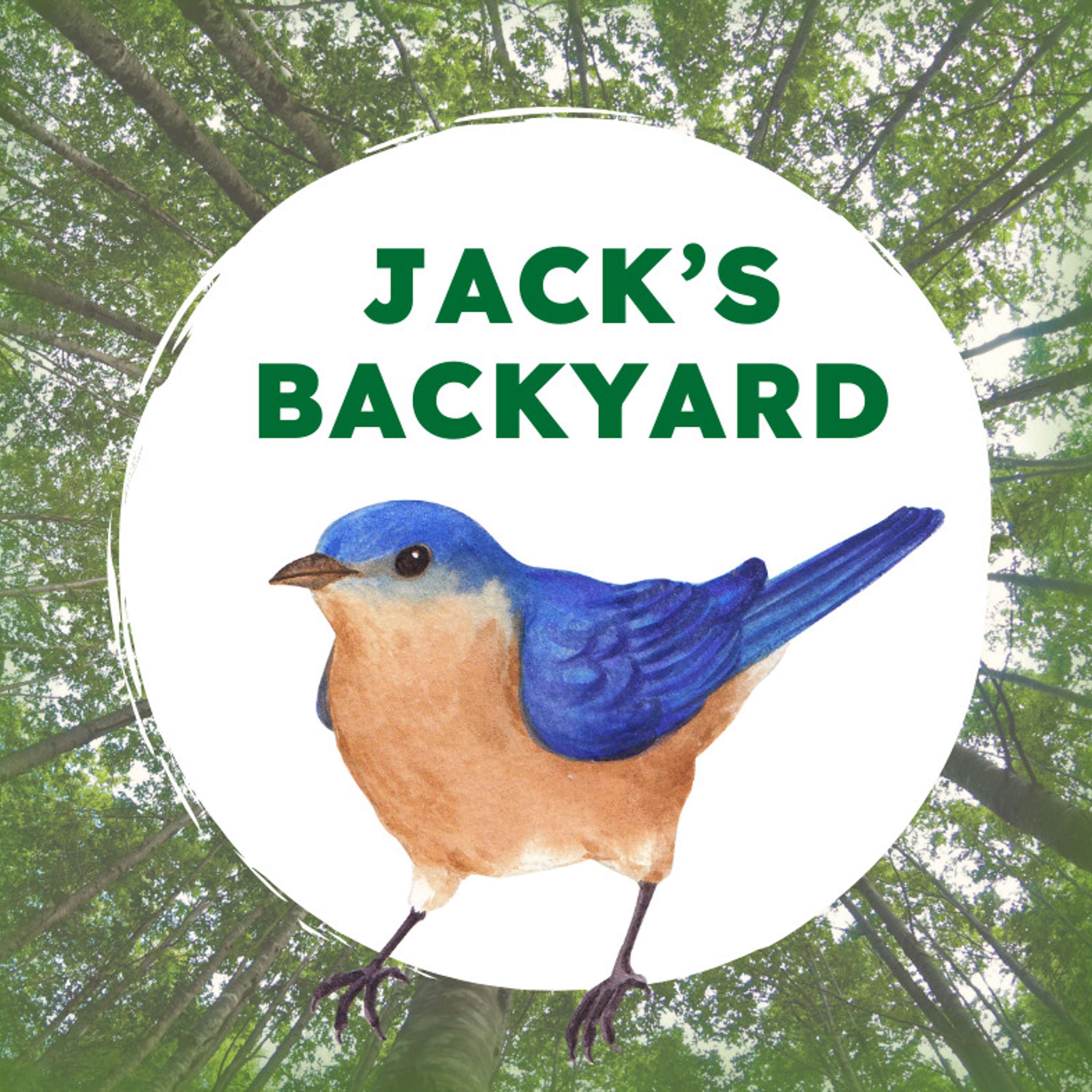Jack\'s Backyard