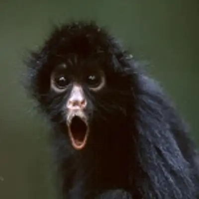 Theatremonkey