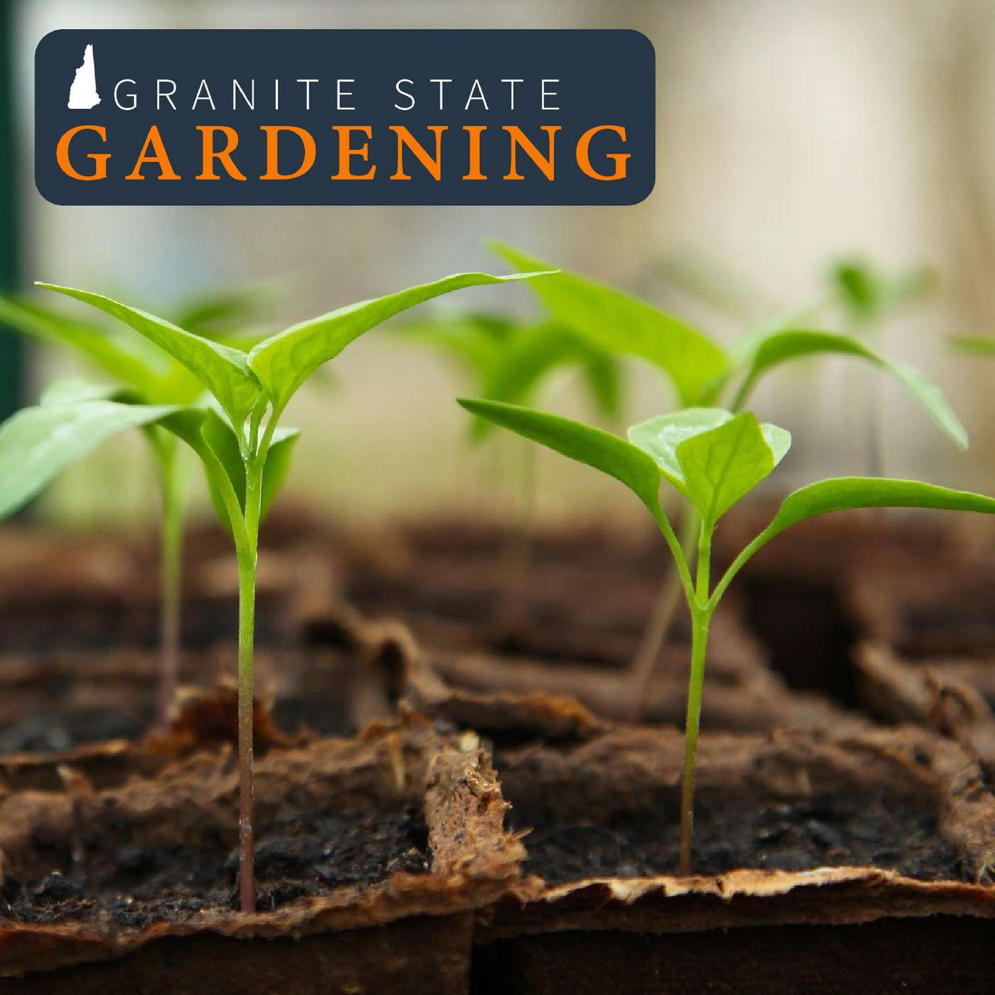 How to Start Seeds Successfully Indoors