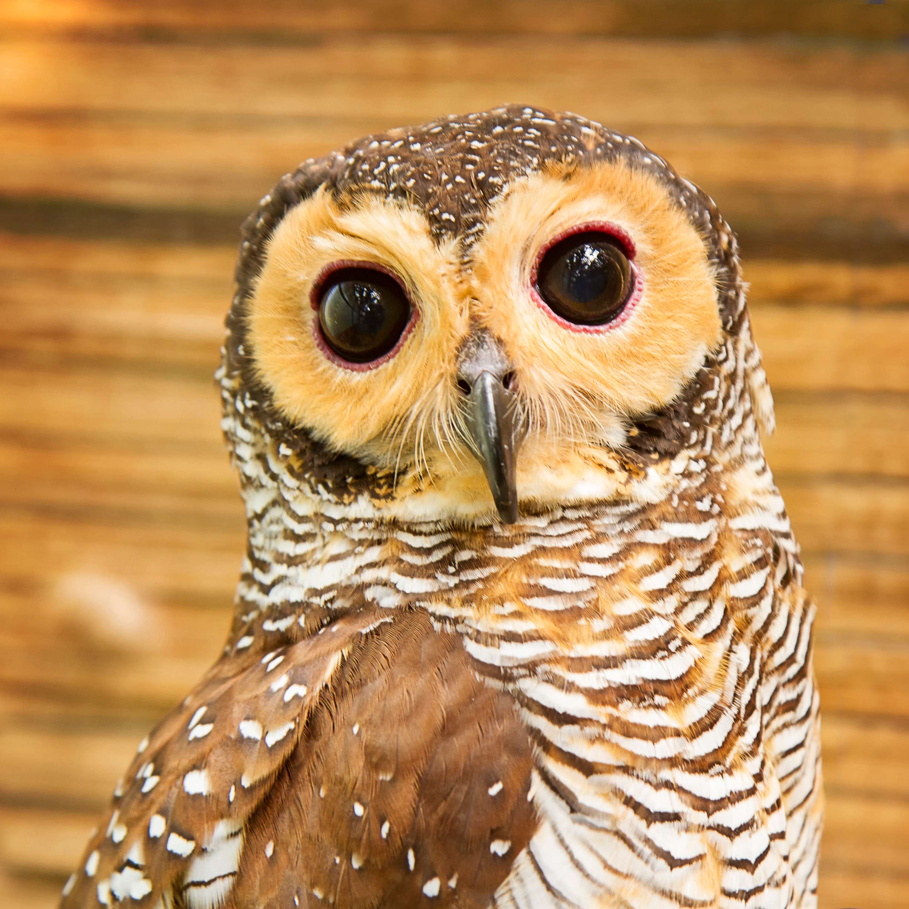 The Nature Photography Podcast