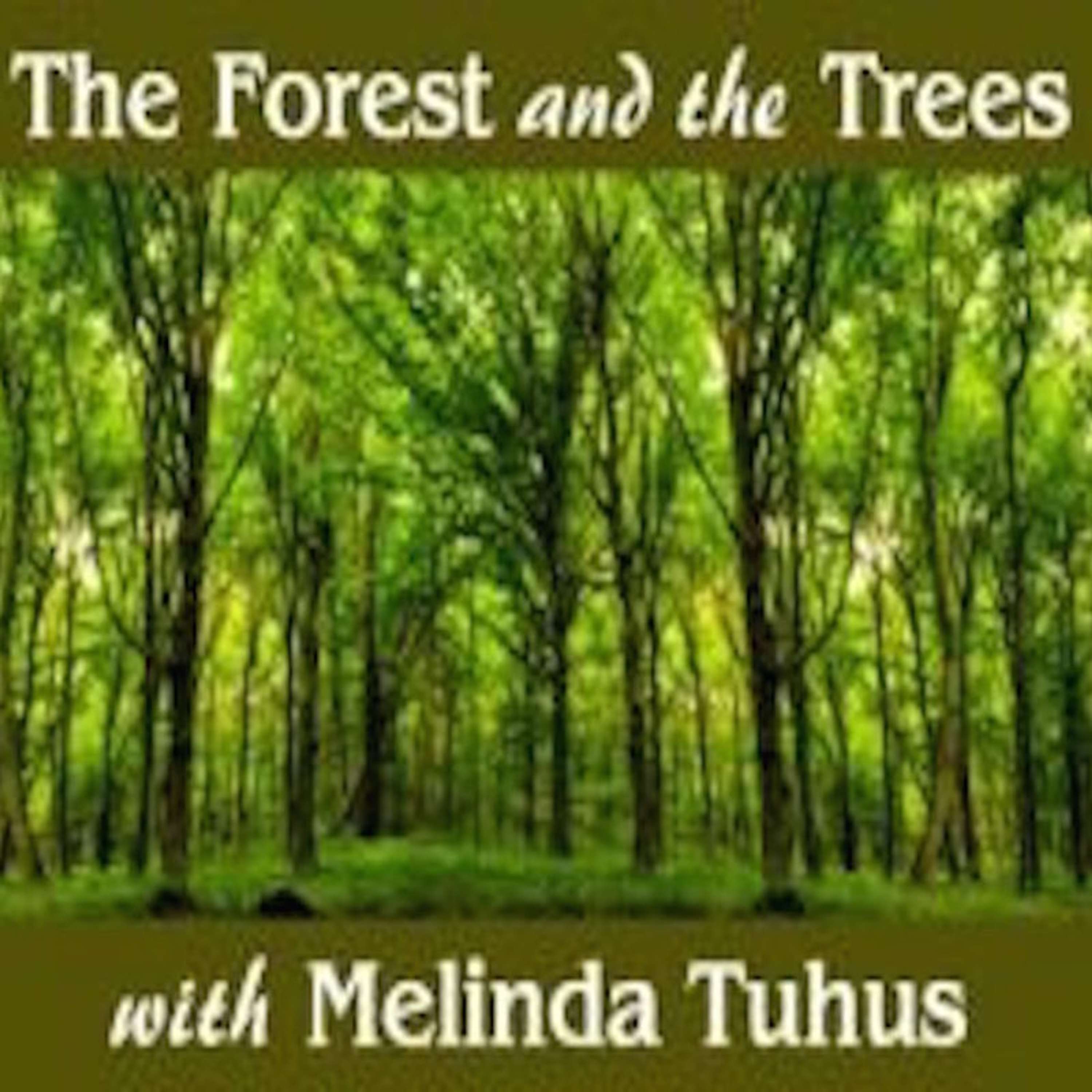 Forest and the Trees with Melinda Tuhus