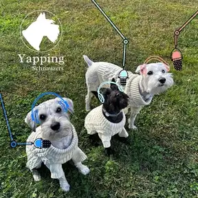 Yapping Schnauzers