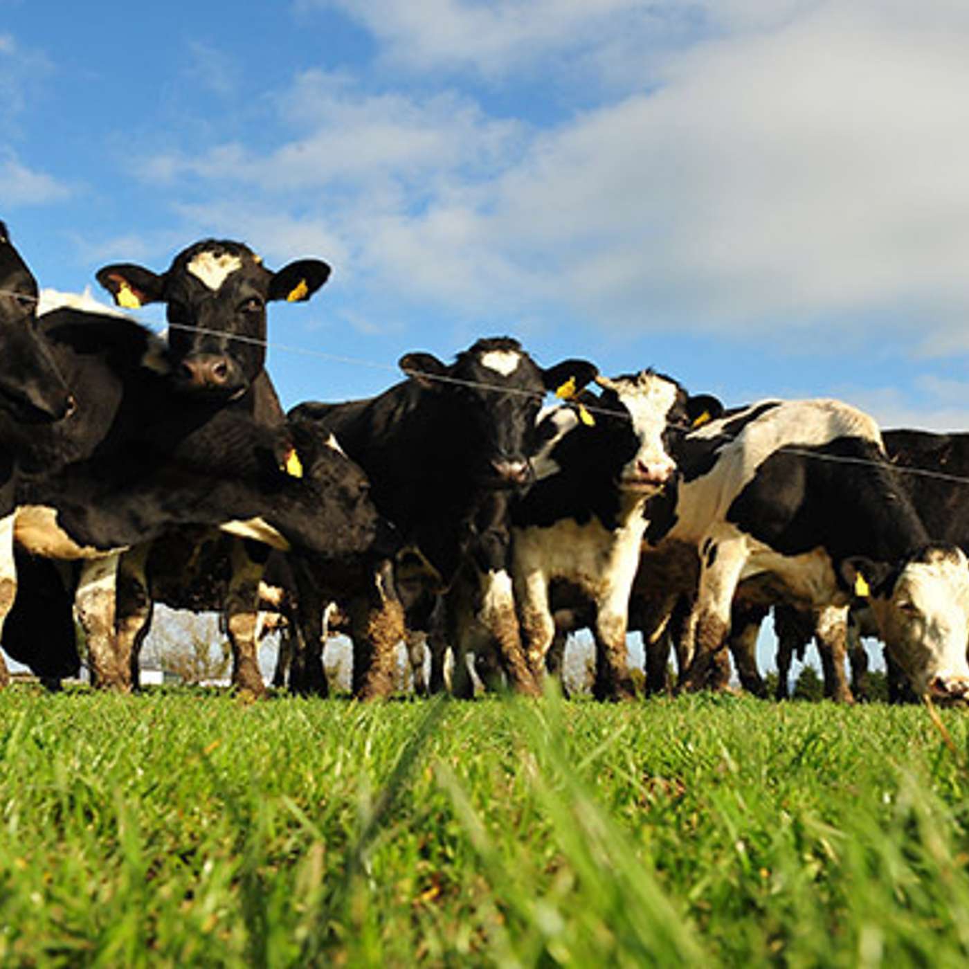 The Dairy Edge