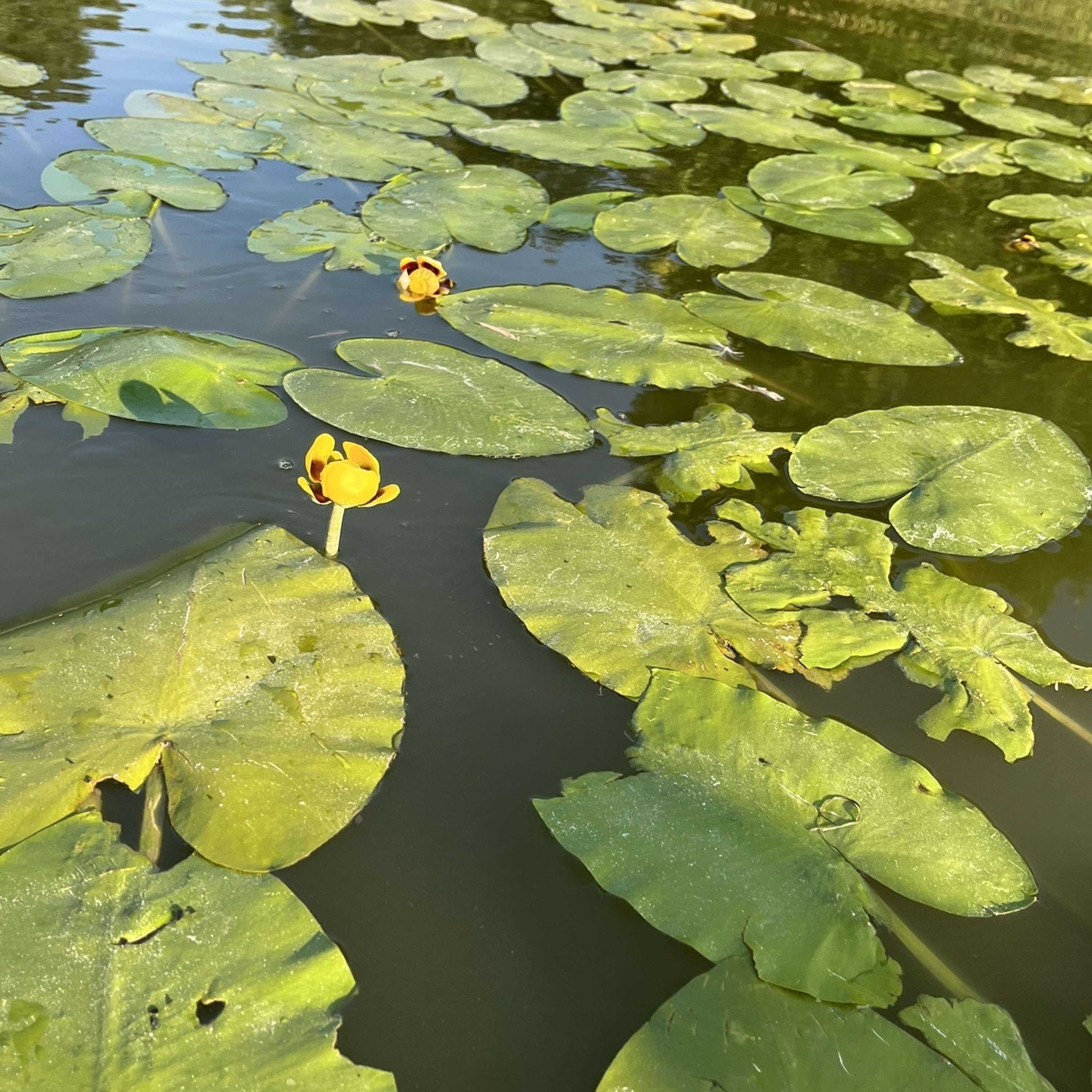 Stop 8: Wonderful Water Lilies