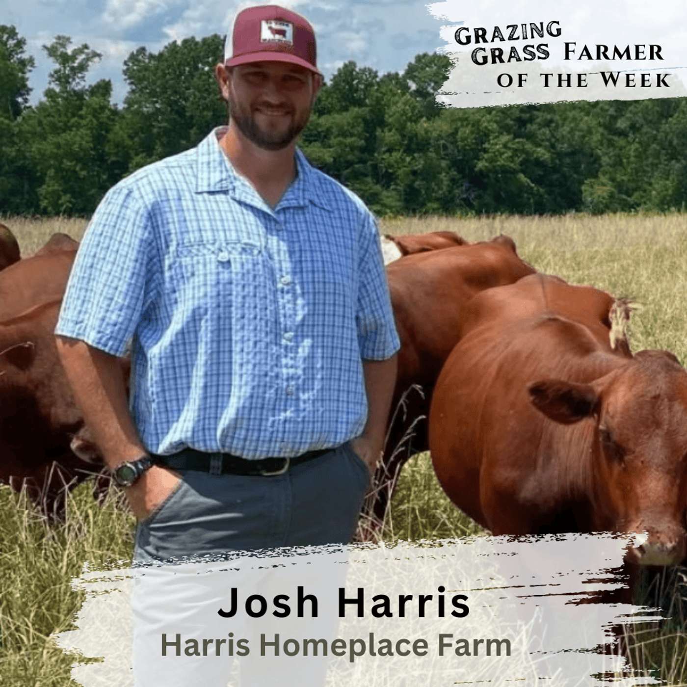 187. Raising South Poll Cattle & Direct-to-Consumer Beef with Josh Harris