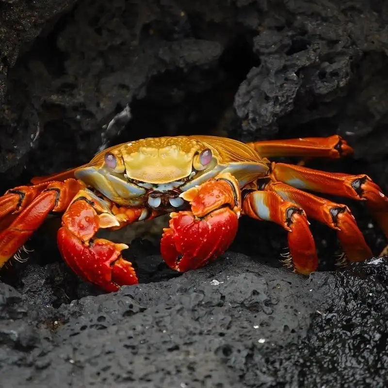 Christmas Island