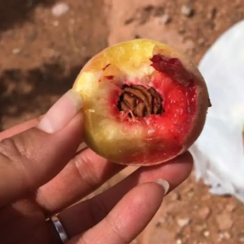Drought Resistant South West Peaches