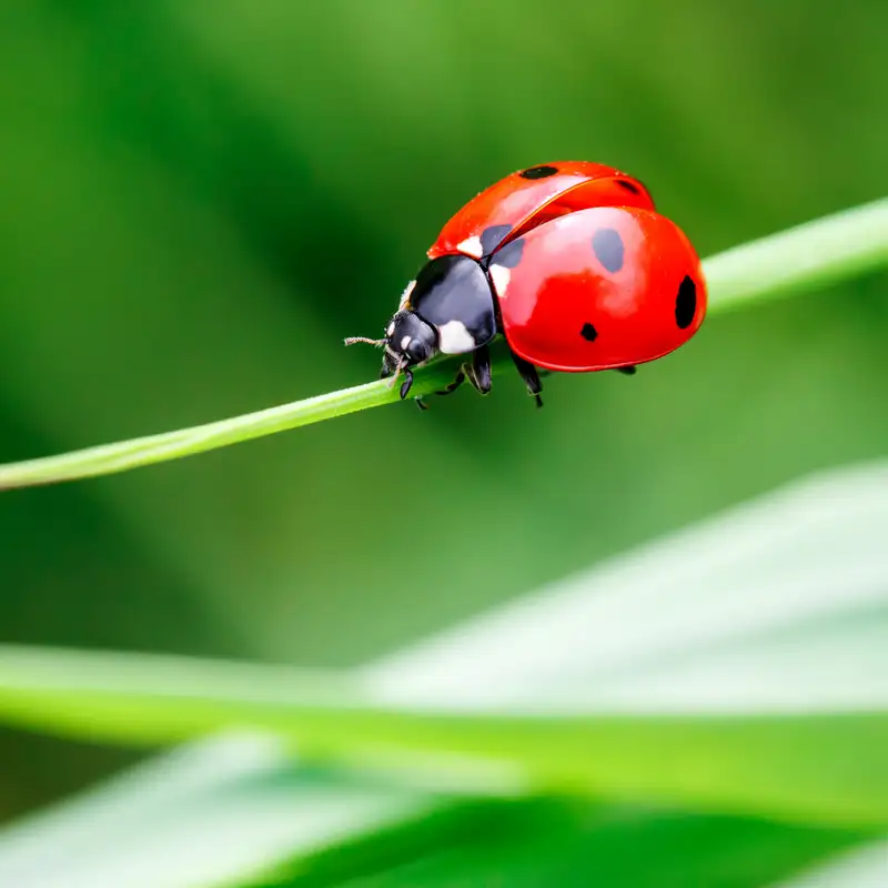 How Good Bugs Can Protect Your Fruit Trees From Pests with Jessica Walliser and Brian Spencer