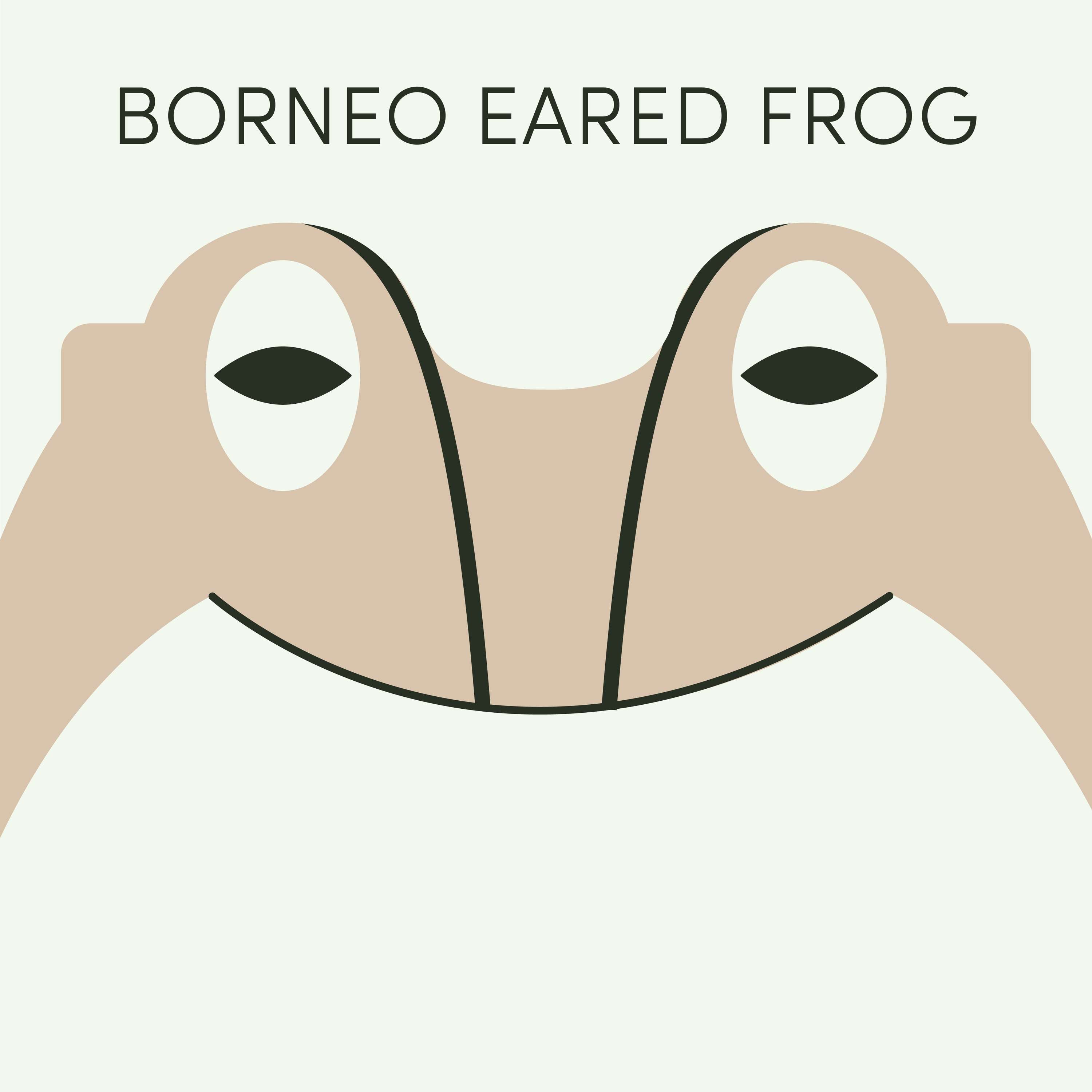 Borneo Eared Frog | Week of May 29th