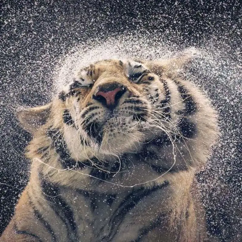 Rencontres photographiques INPAKT d'Urrugne I Tim Flach - Endangered species