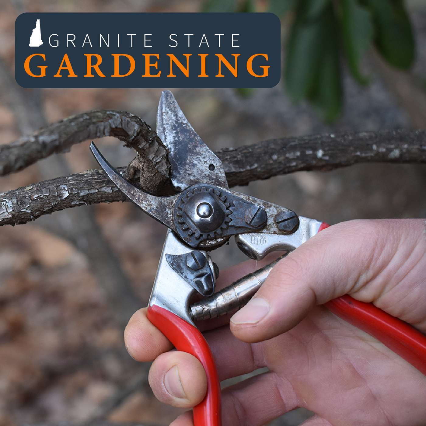 Pruning, Topping & Staking Trees & Shrubs, plus Witch Hazel Appreciation