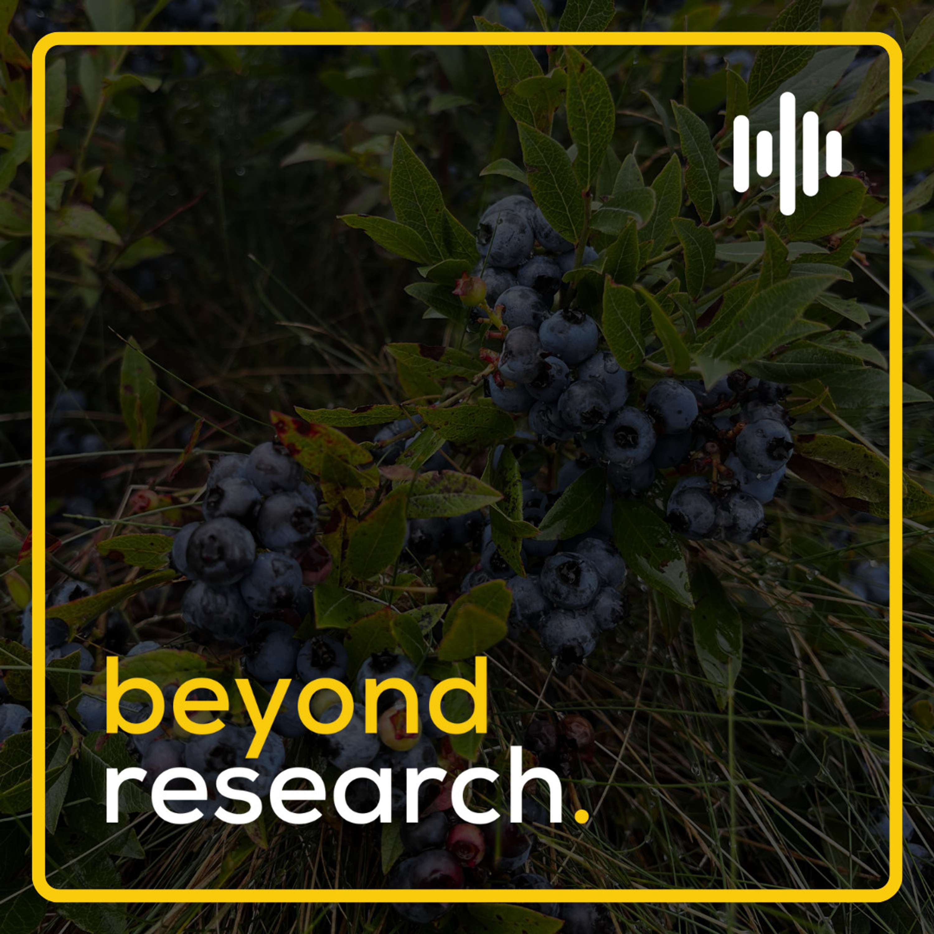 Agricultural Resilience: The Blueberry Effect