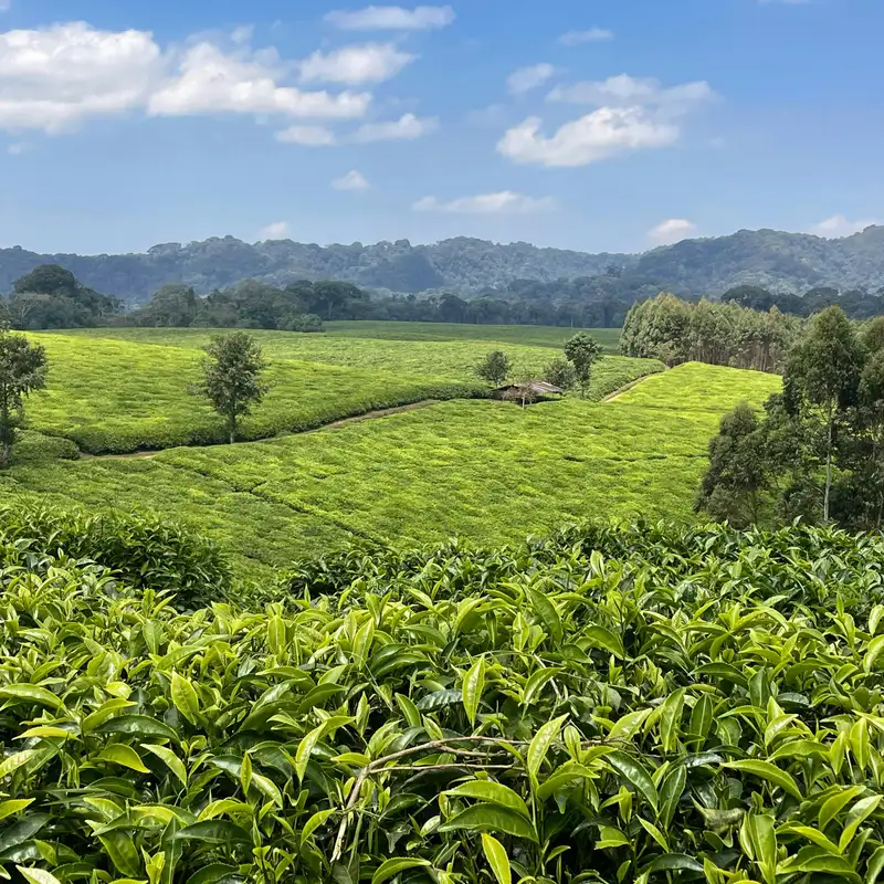 VOYAGES - Le Rwanda, trésor mondial de biosphère