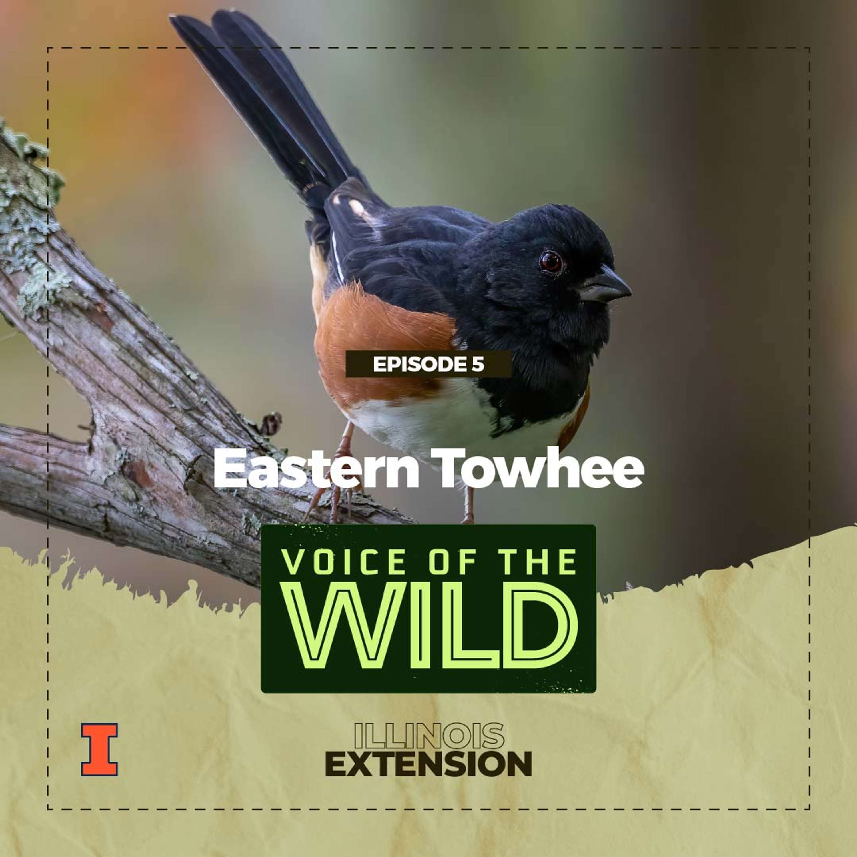 Voice of the Wild