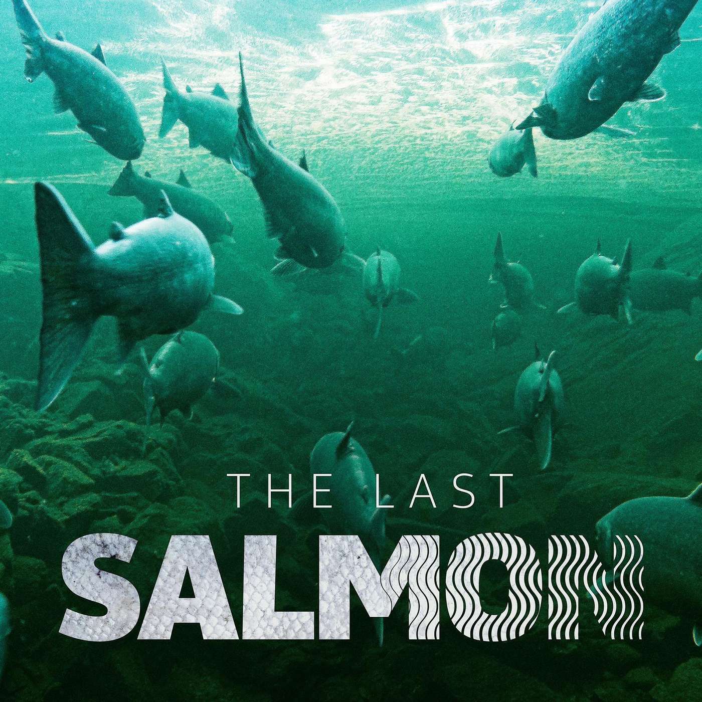 Can the Baltic salmon be saved?