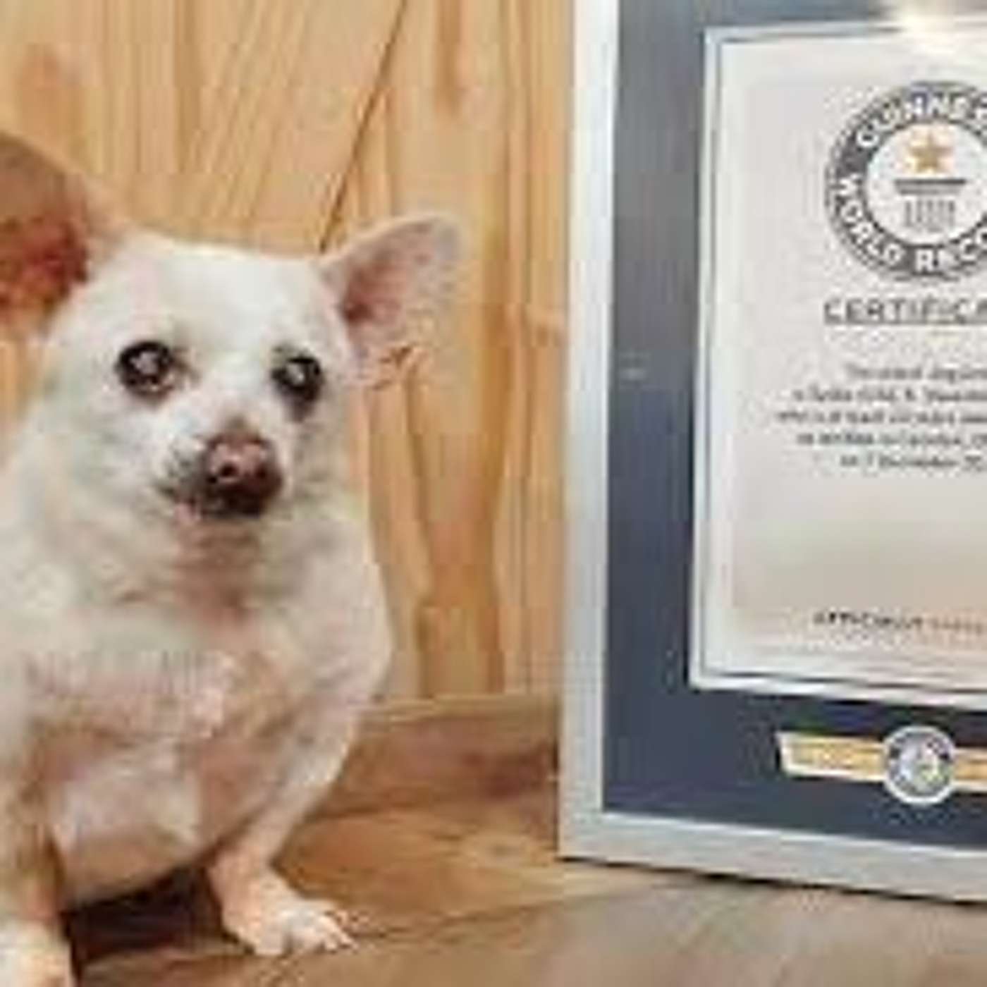 Oldest dog living: Chihuahua mix from Ohio claims the record