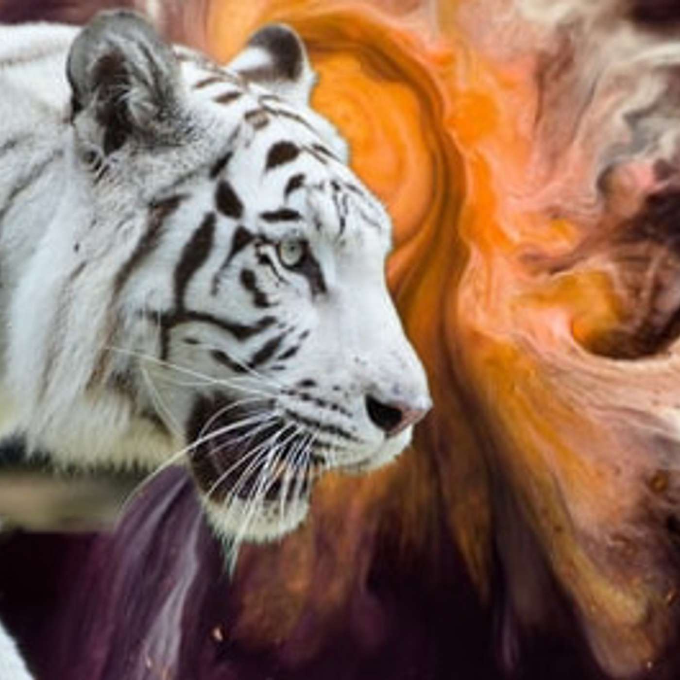 Adventures With A Tiger