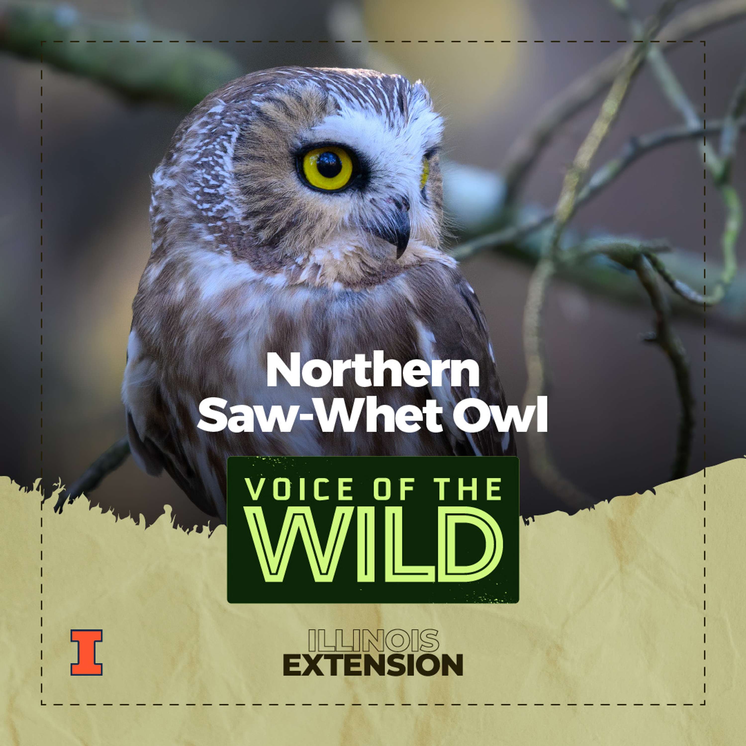Voice of the Wild