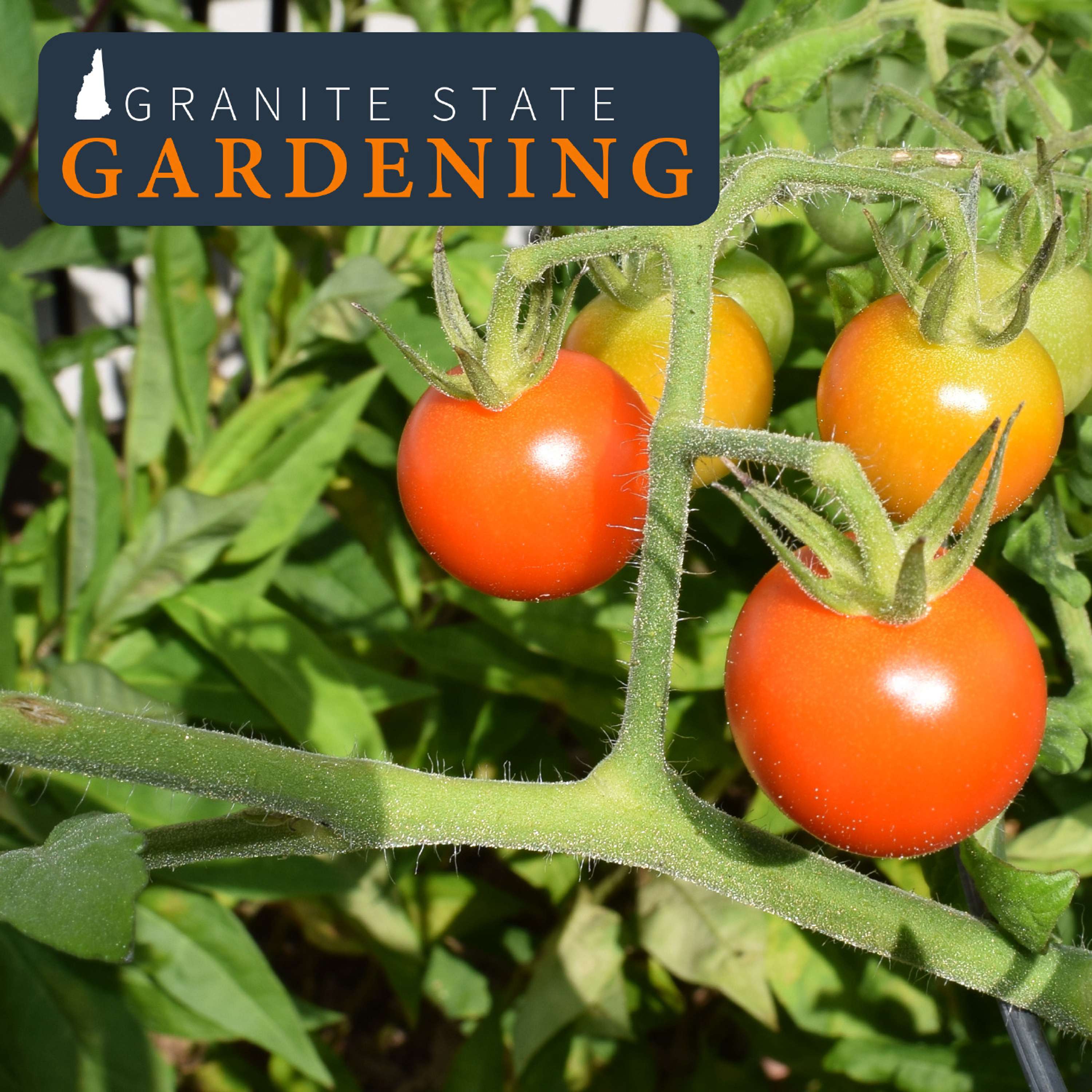 Granite State Gardening